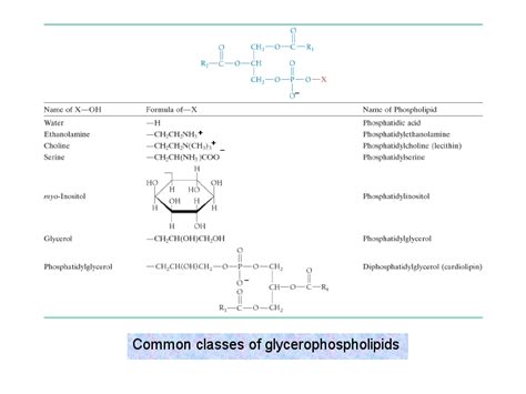 Common classes of glycerophospholipids