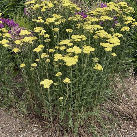 Yarrow Country Bumpkin Plant Nursery