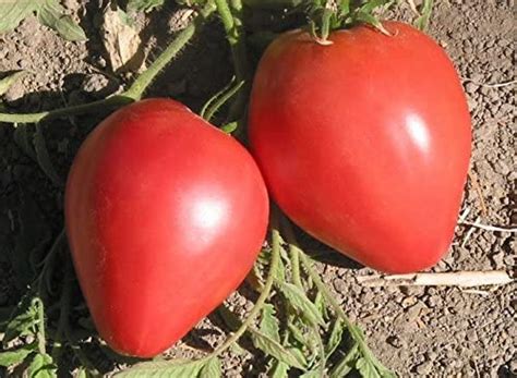 Tomato Anna Russian St Clare Heirloom Seeds