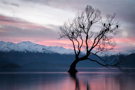 Underwater Housing on a Budget: Photographing That Wanaka Tree - Vallerret Photography Gloves