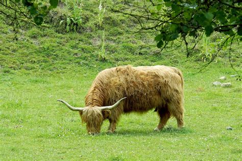 Rind Hochlandrind H Rner Kostenloses Foto Auf Pixabay