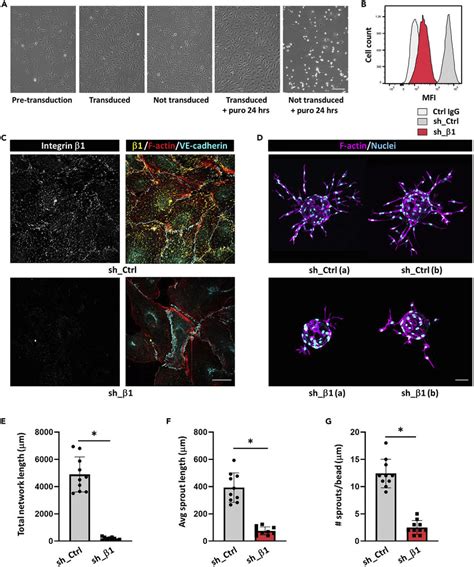 Generation Of Huvecs With Stable Suppression Of Gene Expression And