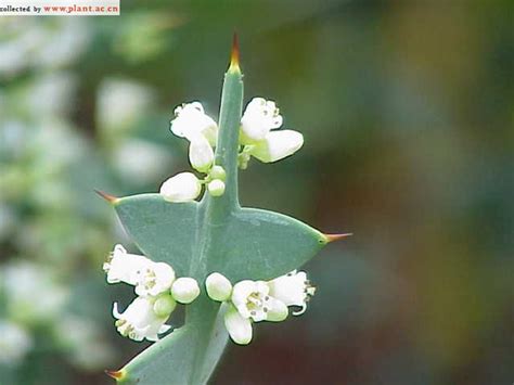 Colletia Cruciata