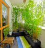 Best Balcony Privacy Plants: 12 Beautiful Ideas to Create a Private ...