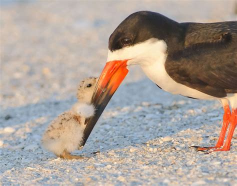 Pinellas Beaches are for the Birds
