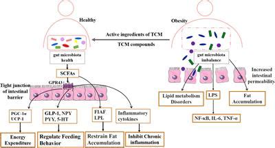 Frontiers An Overview Of Traditional Chinese Medicine Affecting Gut