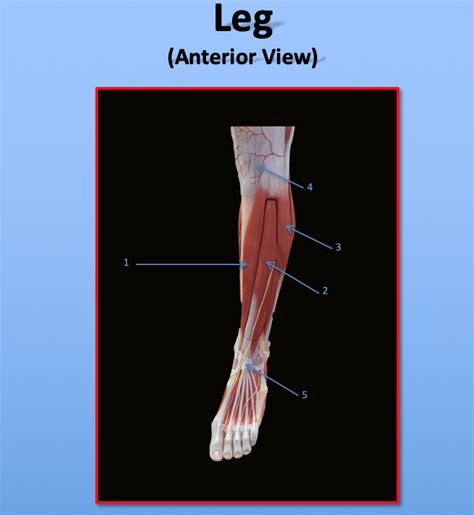 Leg Muscle Diagram | Quizlet