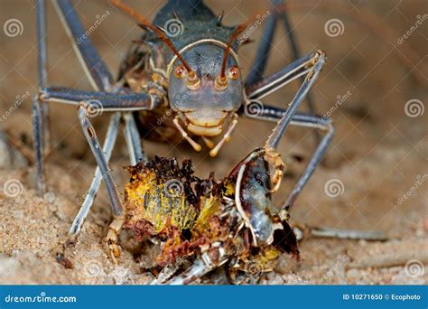 African Armored Ground Cricket Stock Photos - Free & Royalty-Free Stock ...