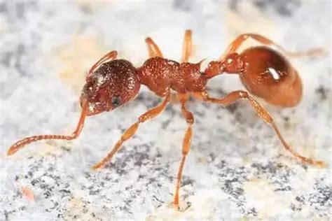 Interesting Facts About Fire Ants