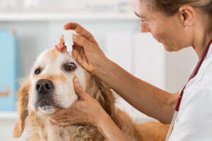 Glaucome chez le chien symptômes causes et traitements Du Chien