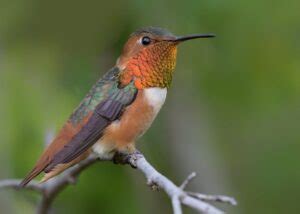 Hummingbirds In North Carolina 12 Species With Pictures