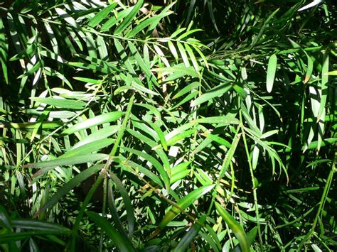 Podocarpus Gracilior Afrocarpus Gracilior Herbarium California Gardens