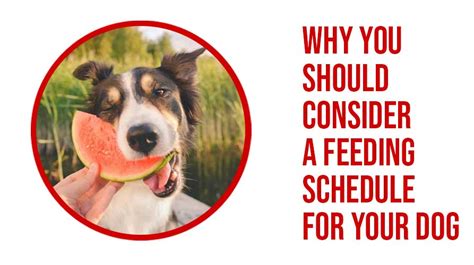 Why You Should Consider The Feeding Schedule For Your Dog | Buckaroos 360