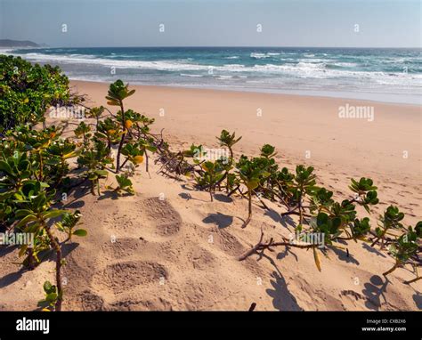 Coco Cabanas Beach Resort Ponta Do Ouro Southern Mozambique Stock