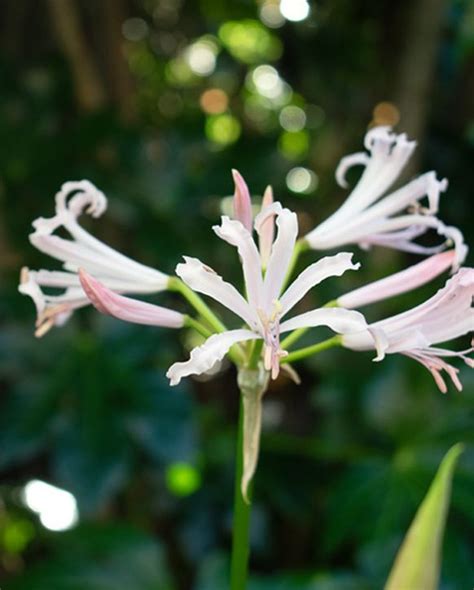 Nerine Albivetta Bulb Peter Nyssen Buy Flower Bulbs And Plants Online