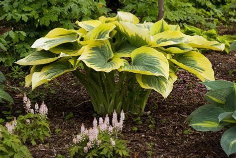 12 Types of Variegated Hosta to Plant in Your Yard