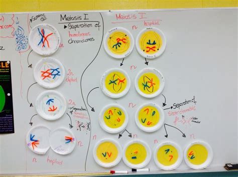 The 25+ best Meiosis activity ideas on Pinterest | Mitosis, Cell cycle ...