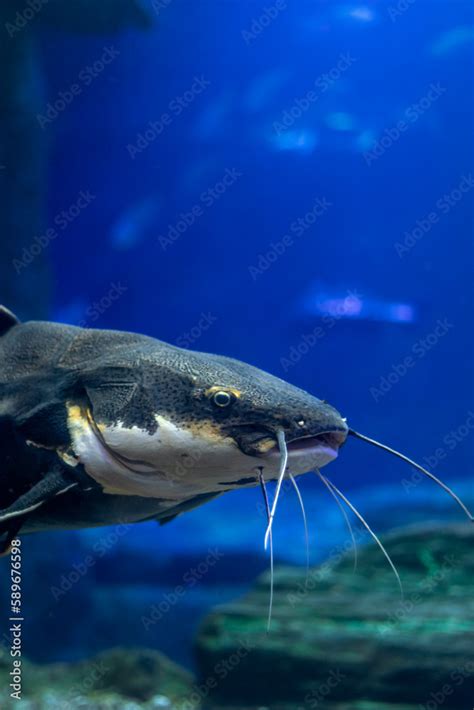 South American Red-Tailed Catfish swimming in freshwater aquarium with copy space Stock Photo ...