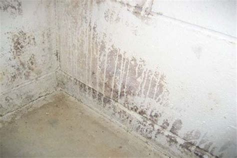 White Mold On Basement Floor Flooring Tips