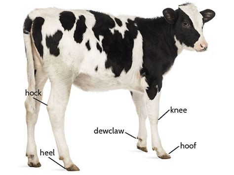 Anatomical Terms For Cattle Diagram Quizlet