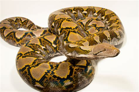 Lb Reticulated Python Malayopython Reticulatus Reticulatus Joel