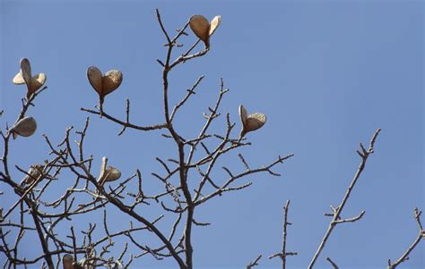 Nossa Terra Plantas Nordestinas