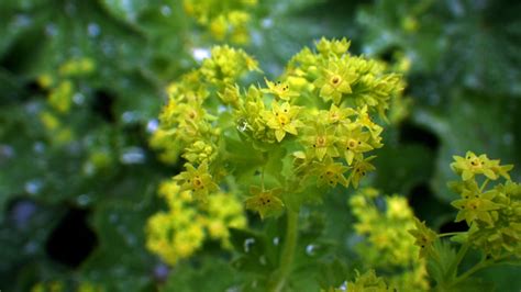 Alchemilla Mollis Rosaceae Image At Phytoimages Siu Edu