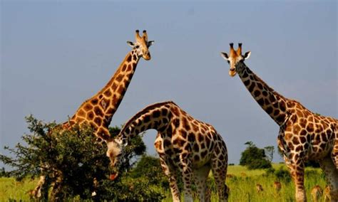 Murchison Falls National Park What To See Do