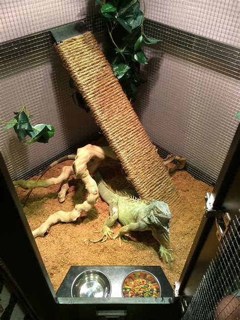 Spikes Dinner Table Custom Cage For Our Iguana Made By My Husband