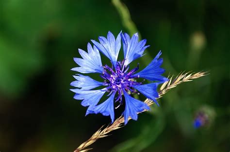 Florecimiento De Ma Z Flor Planta Foto Gratis En Pixabay Pixabay