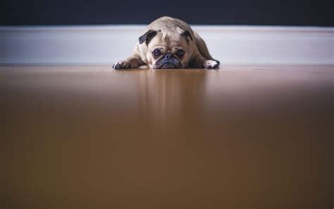 Tu perro no quiere salir a la calle Descubre por qué Adiestrar Perros