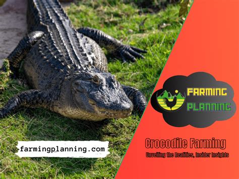 Crocodile Farming of Unveiling the Realities, Insider Insights – Home-Farming Planning