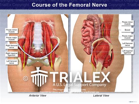 Femoral Nerve