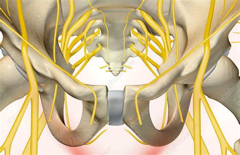 Pelvic Nerve Anatomy