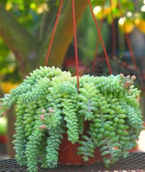 Sedum Morganianum Burro S Tail Sublime Succulents