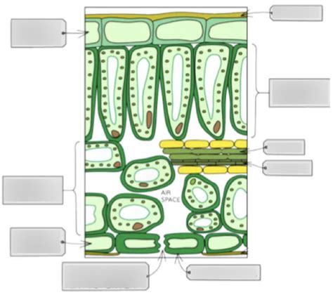 Leaf Structure Diagram Diagram | Quizlet