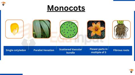 Monocots Organization Forms Morphology And Root System