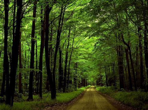 Oudgroeiend Bos Achtergronden Telefoon Gratis Afbeeldingen