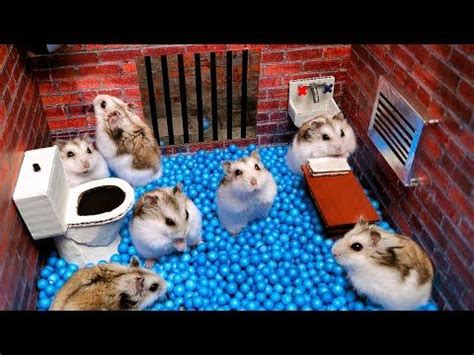 Hamster Escapes From The Prison Maze For Pets In Real Life In Hamster