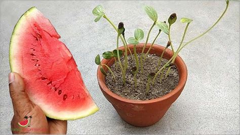 Unleash The Secret To Perfectly Germinating Watermelon Seeds Every Time [updated January 2025 ]