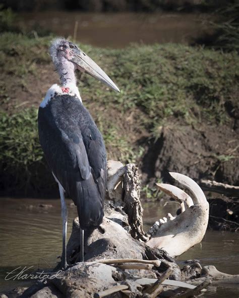 Elsen Karstad S Pic A Day Kenya Maribou Stork Mara River Kenya