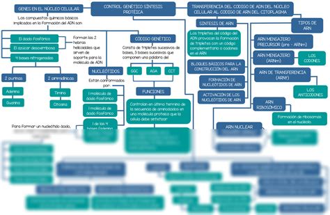 SOLUTION Esquemas De La Fisiolog A Del Control Gen Tico S Ntesis Gen