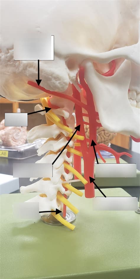 vessels of neck 1 Diagram | Quizlet