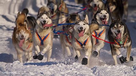 Iditarod Sled Dog Race: Thrilling Adventure across Alaska