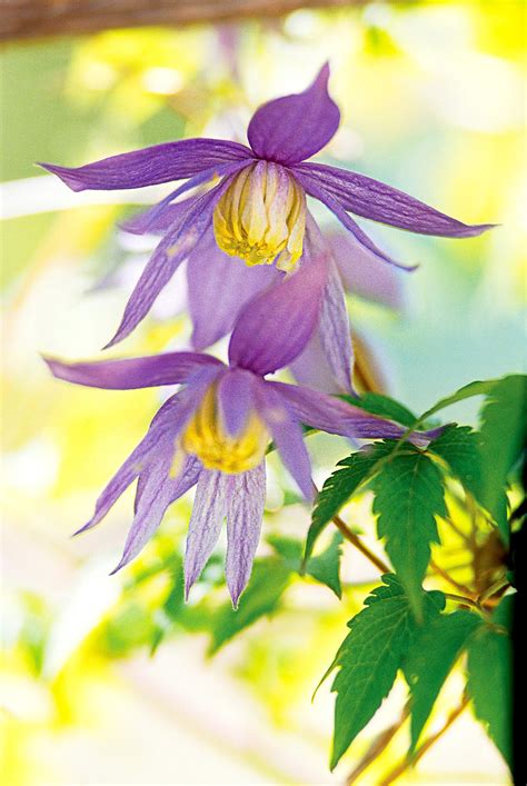 15 Clematis Varieties to Grow for Gorgeous Flowers