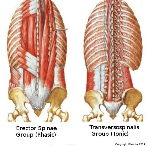 Transversospinalis