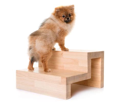 Teaching Your Dog To Climb Stairs Extreme Dog Door Best Dog Doors 2024