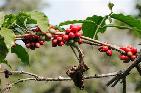 Hama Pada Tanaman Kopi Dan Cara Efektif Mengendalikannya Kumparan