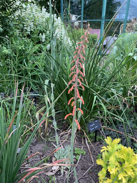 Kniphofia Thomsonii Var Thomsonii Andy Gladman