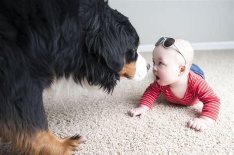 Cute Photos of Kids and Dogs | POPSUGAR Family